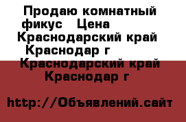 Продаю комнатный фикус › Цена ­ 2 000 - Краснодарский край, Краснодар г.  »    . Краснодарский край,Краснодар г.